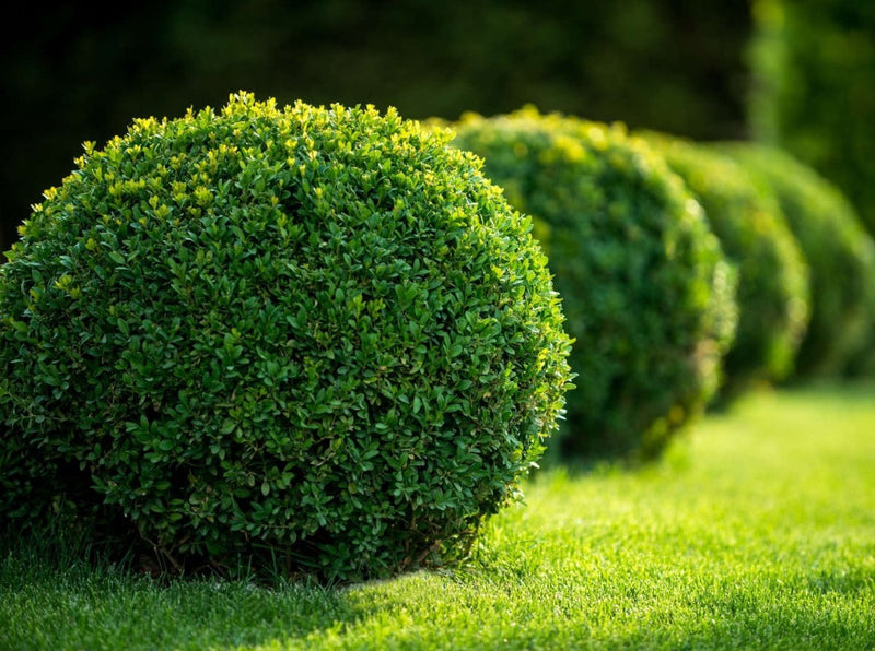 Artificial Topiary: The Next Big Thing in Fake Greenery