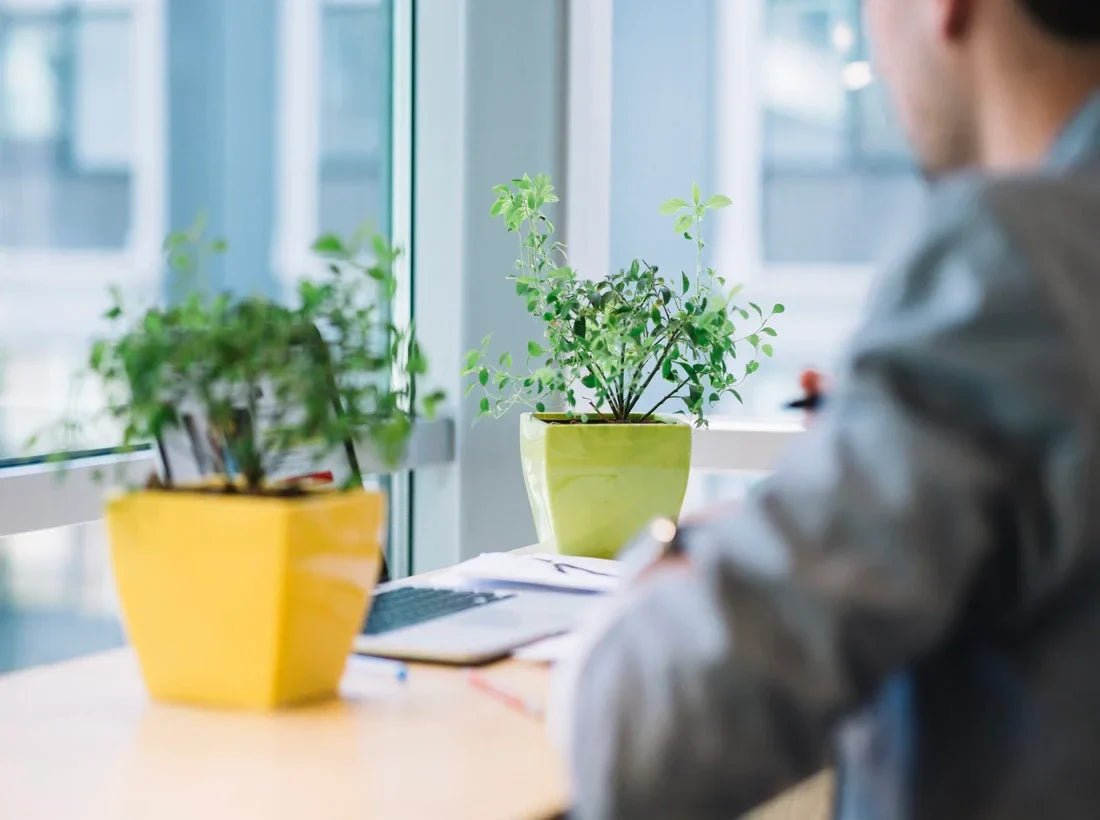 corporate man working in office near faux plants