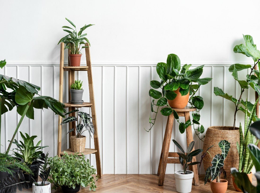 Do Fake Plants Help Our Mental Health? - Designer Plants USA