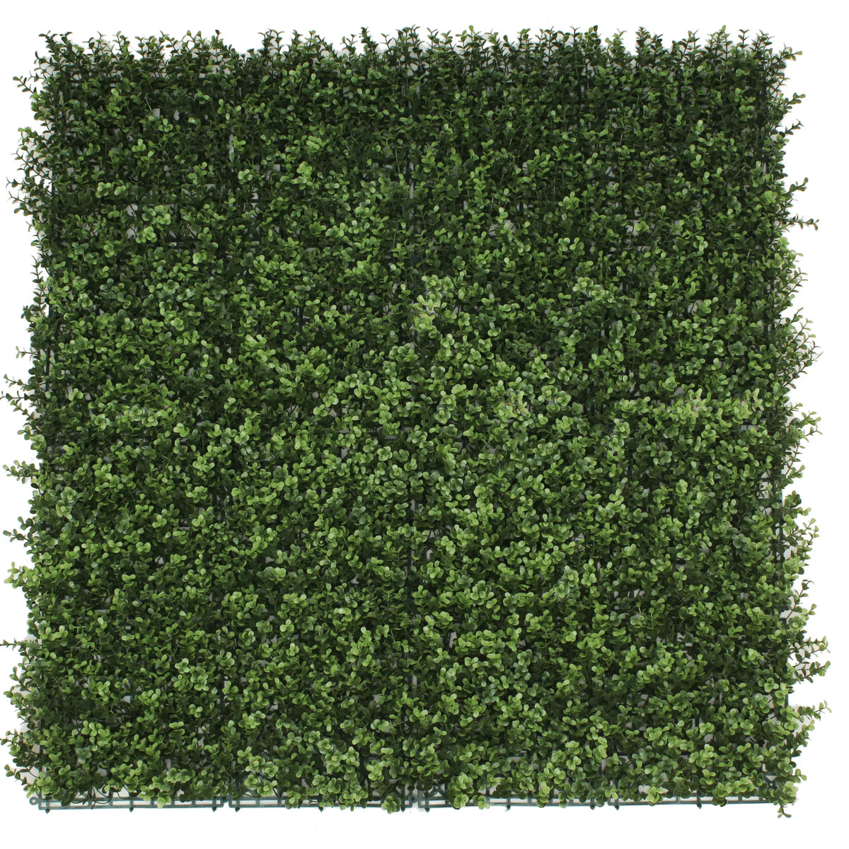 Sample Panel – Natural Boxwood Green Wall (Small Sample) by Designer Plants USA