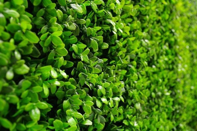 Sample Panel – Bright Boxwood Green Wall (Small Sample) by Designer Plants USA — view 8 of 11