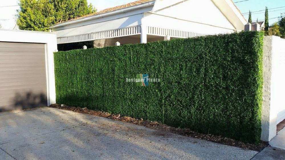 Sample Panel – Dark Boxwood Green Wall (Small Sample) by Designer Plants USA — view 14 of 21