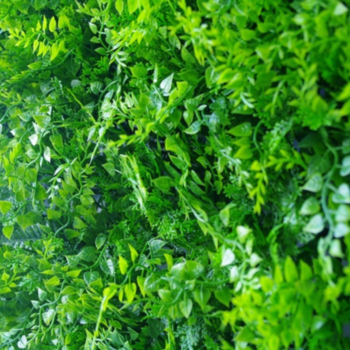 Lush Fern Artificial Vertical Garden Green Wall Panel 40×40in 11 SQ FT – UV Resistant – Commercial Grade (Designer Plants…