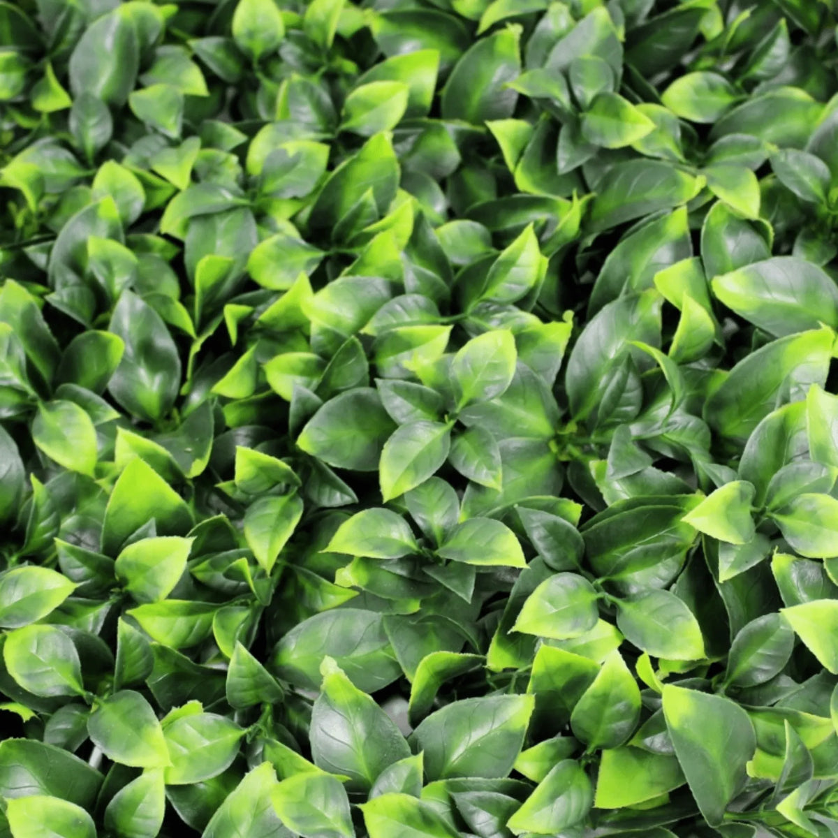 Sample Panel – Jasmine Green Wall (Small Sample) (Designer Plants USA) — view 4 of 18
