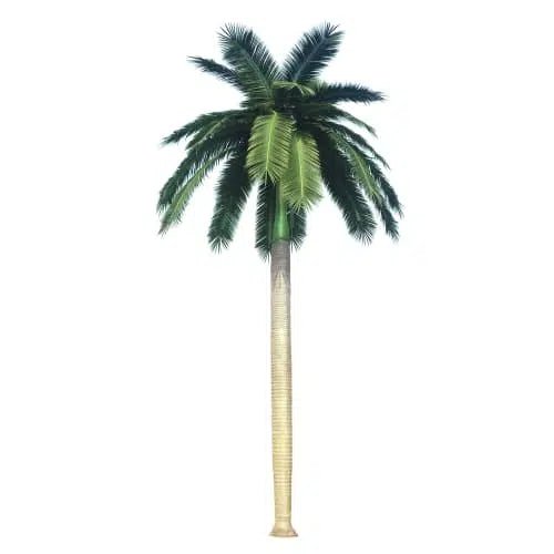 Palm tree on a white background