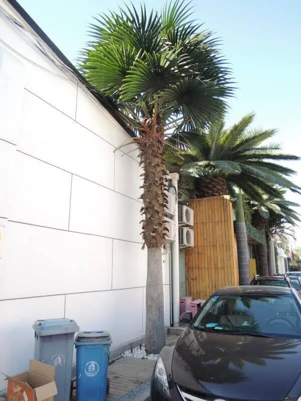 Artificial Mexican Fan Palm Tree Very Large Washington Palm Tree with Faux Foliage Installed