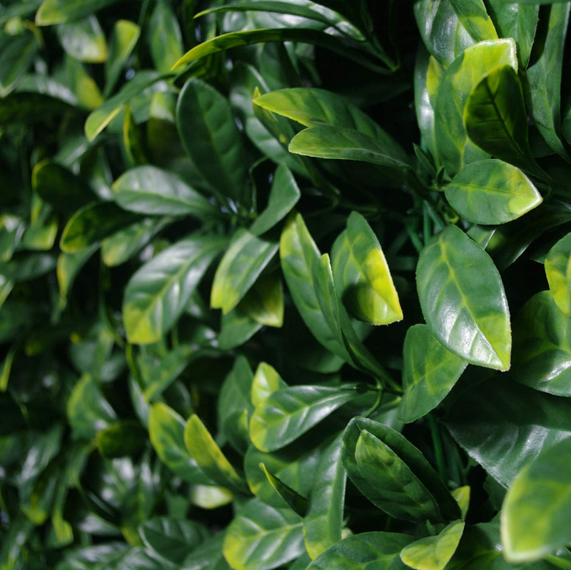 Artificial Large Ficus Leaf Hedge Panel Close up of Faux Leaves