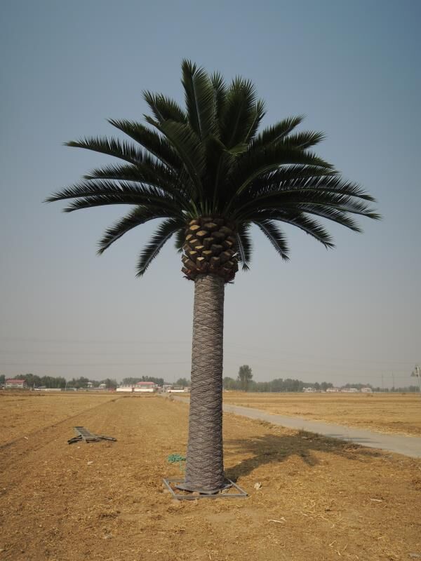 Palm tree in a dry landscape with a clear sky