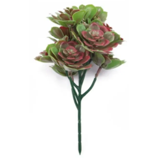Set of 5 Red and Green Aeoniums Succulent Plants – 30cm / 11.8" UV Resistant