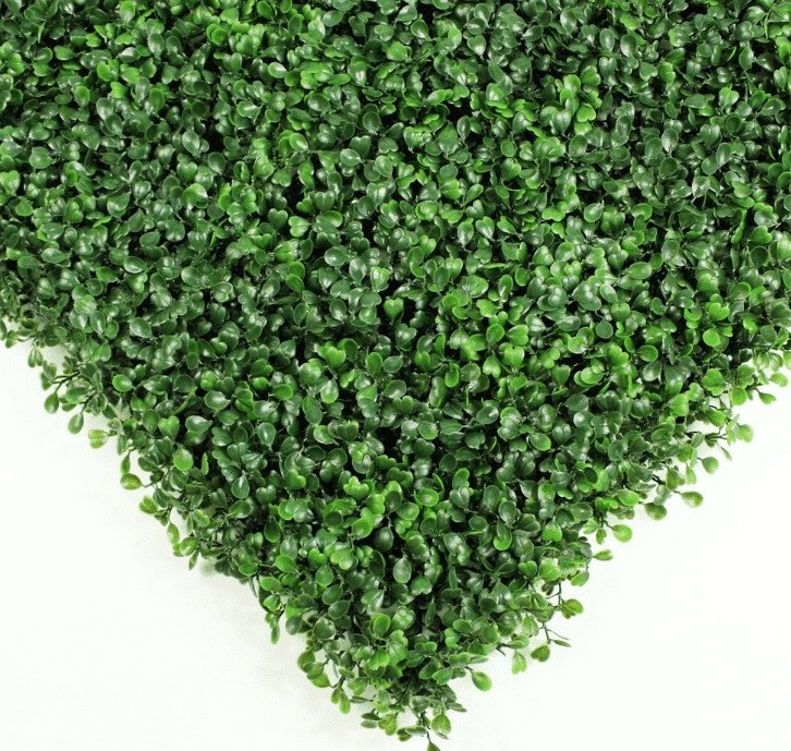 Sample: Sample Panel – Dark Boxwood Green Wall (Small Sample) by Designer Plants USA