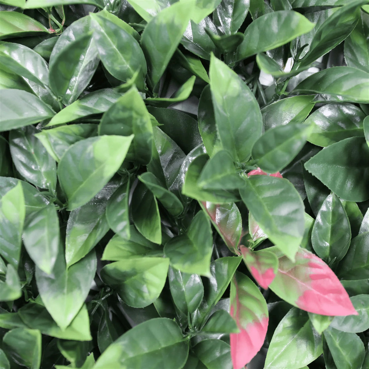 Photinia Artificial Vertical Garden Green Wall Panel 40×40in 11 SQ FT – UV Resistant – Commercial Grade — featuring…