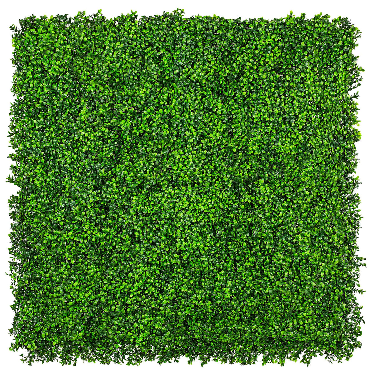 Sample: Sample Panel – Bright Boxwood Green Wall (Small Sample) by Designer Plants USA