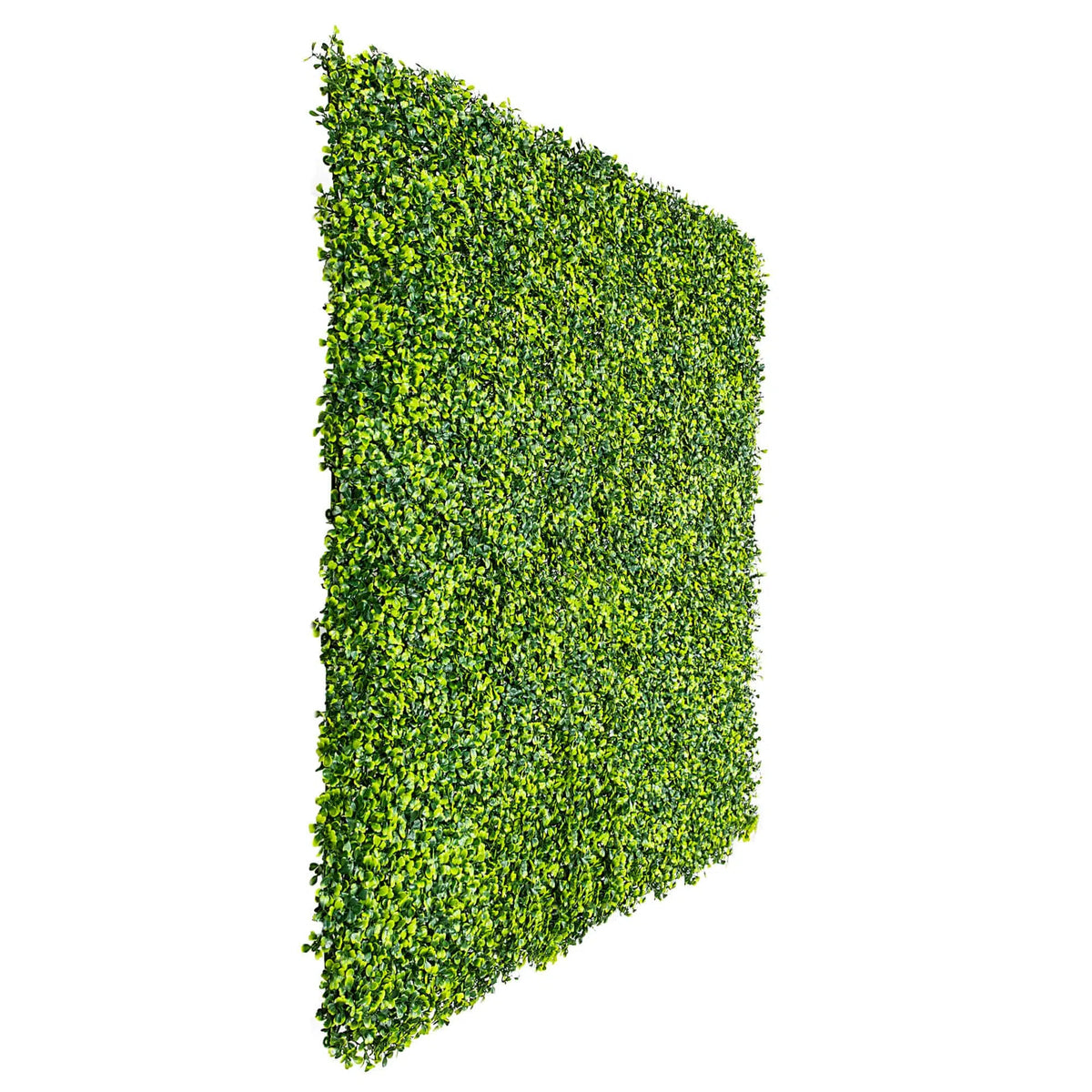 Sample Panel – Mixed Boxwood Green Wall (Small Sample) by Designer Plants USA