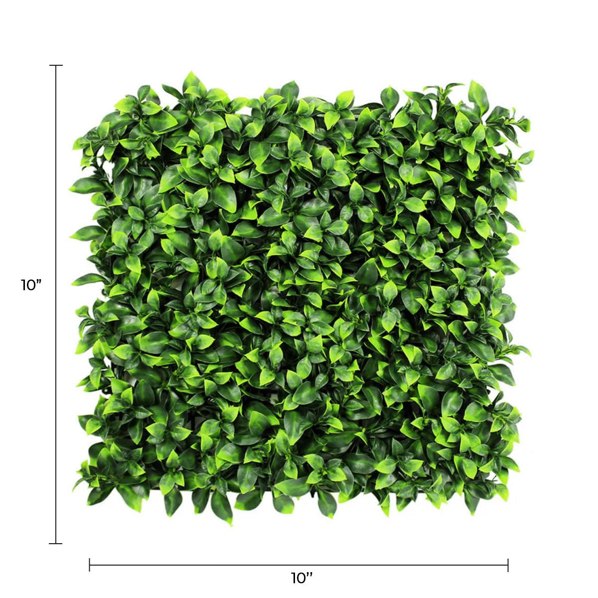 Sample Panel – Jasmine Green Wall (Small Sample) — Sample from Designer Plants USA