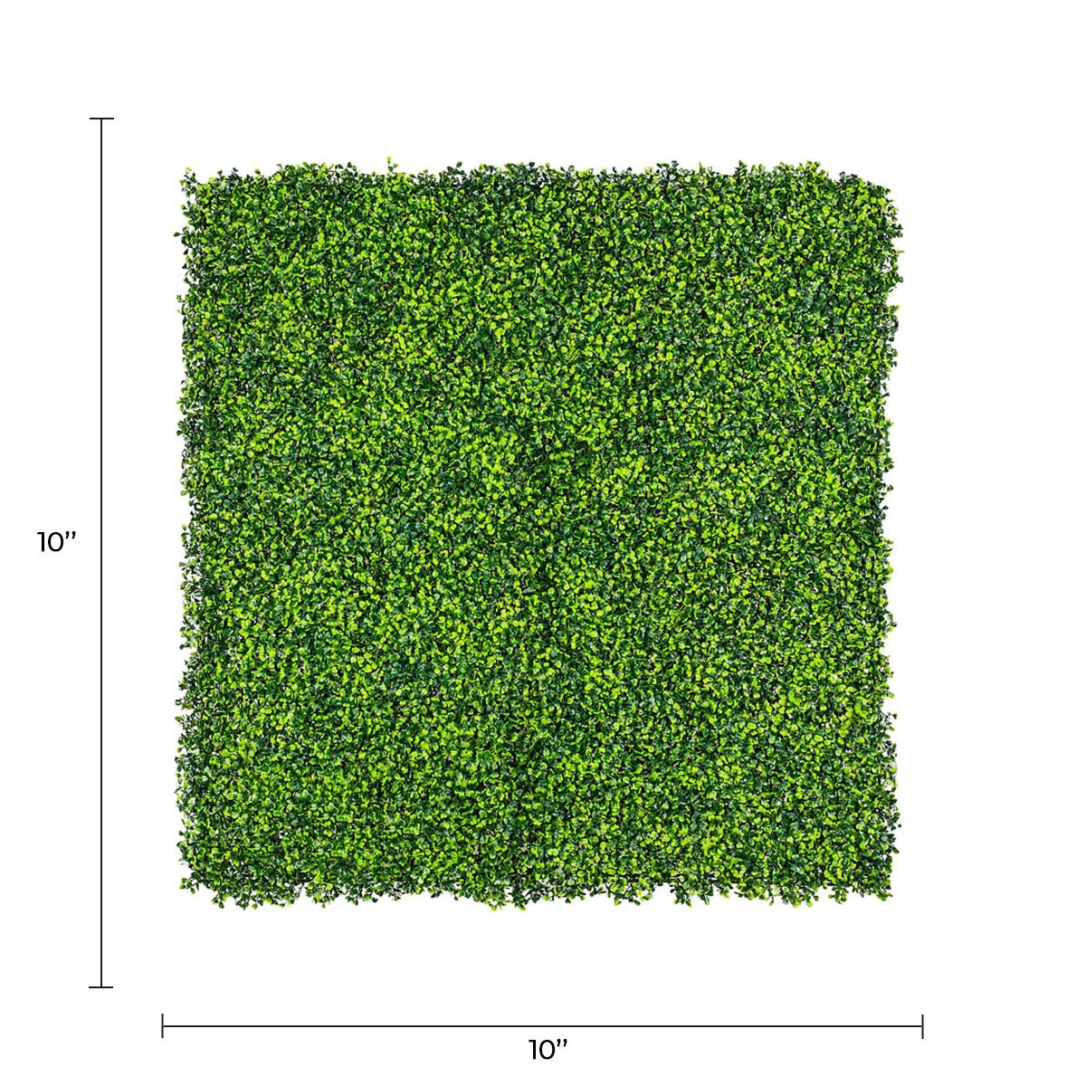 Sample Panel – Mixed Boxwood Green Wall (Small Sample) — Sample from Designer Plants USA