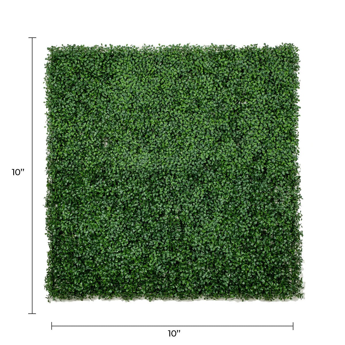 Sample Panel – Dark Boxwood Green Wall (Small Sample) — Sample from Designer Plants USA