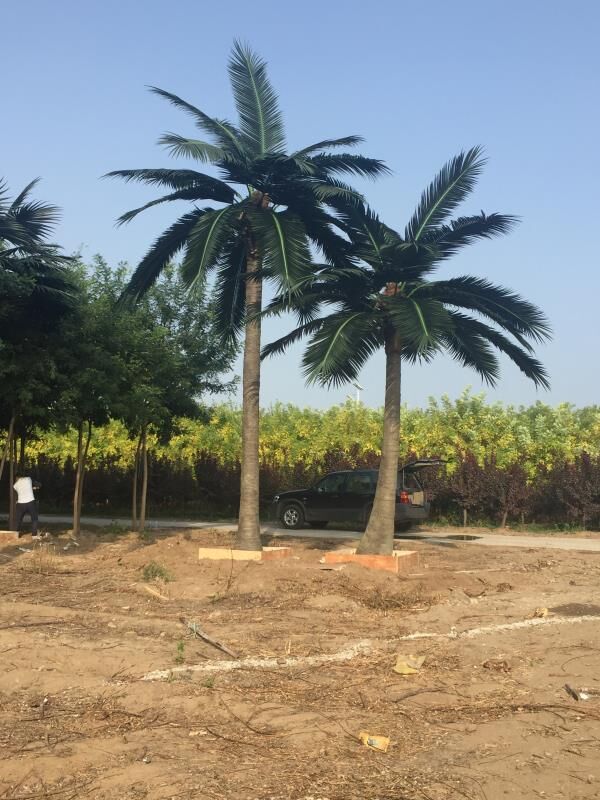 Ultra-realistic artificial palm tree designed for commercial outdoor use