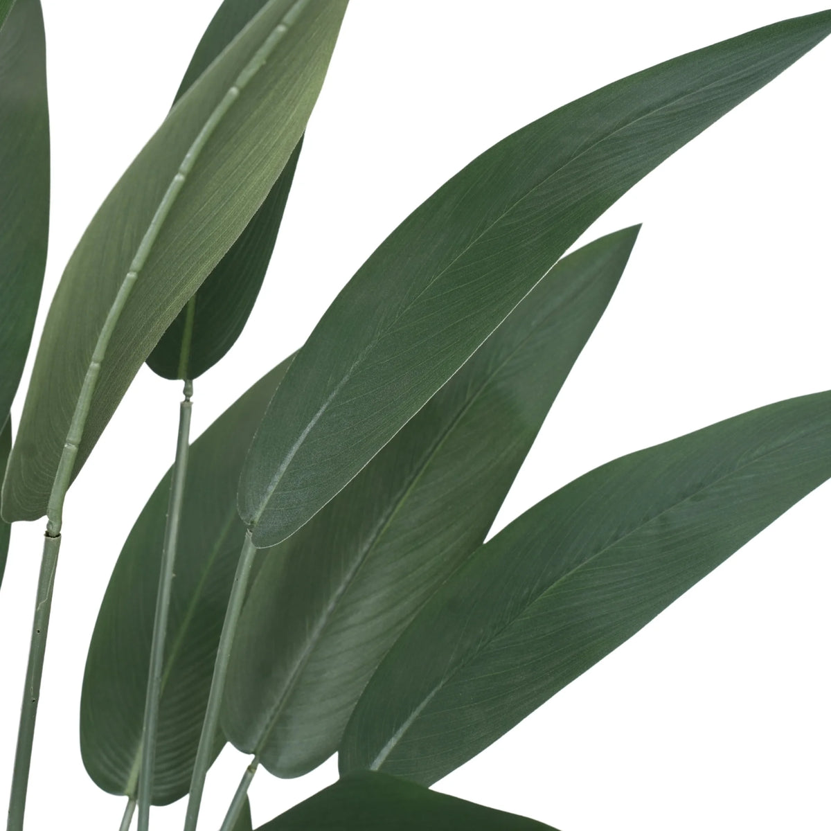 bird of paradise leaves