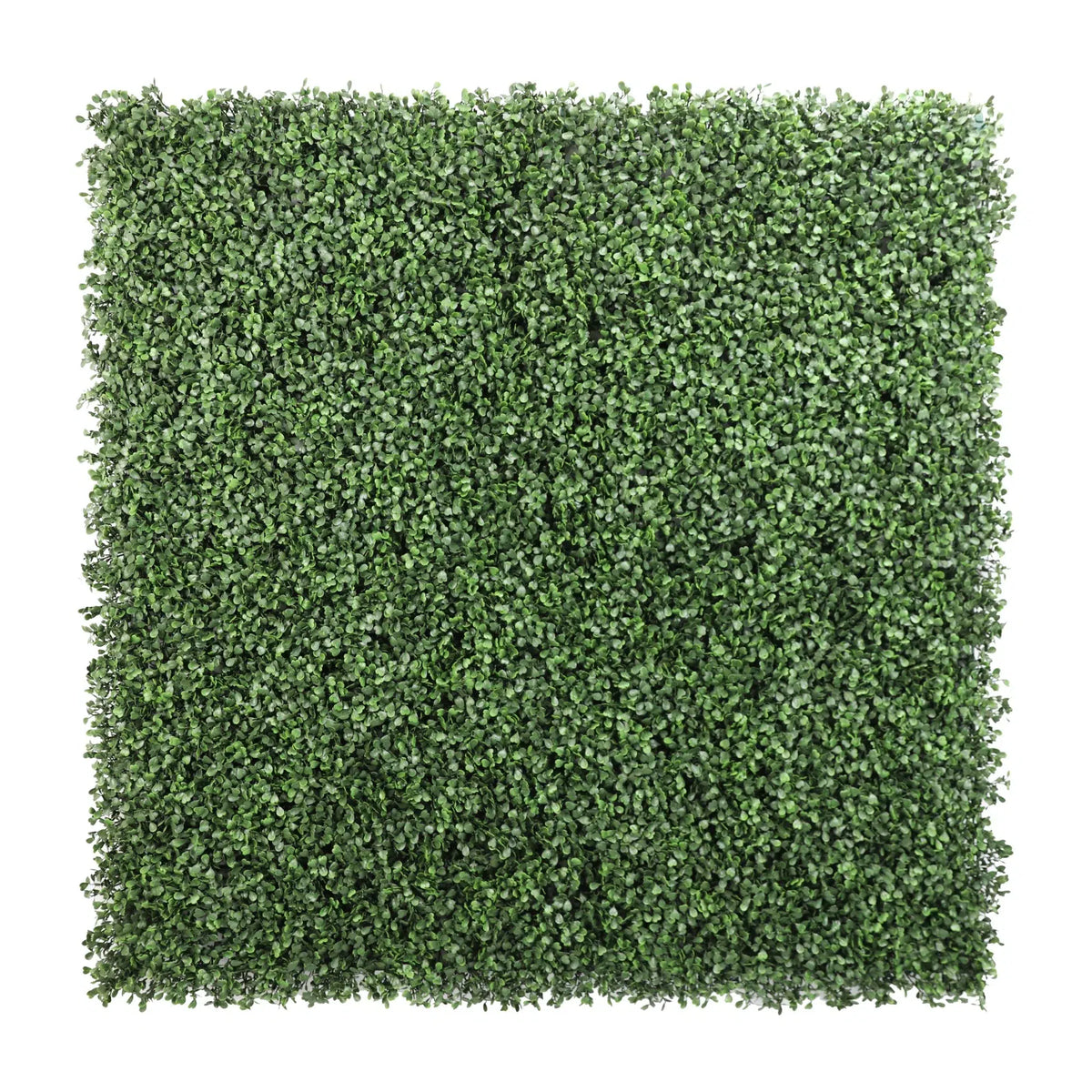 Sample Panel – Dark Boxwood Green Wall (Small Sample) by Designer Plants USA — view 6 of 21