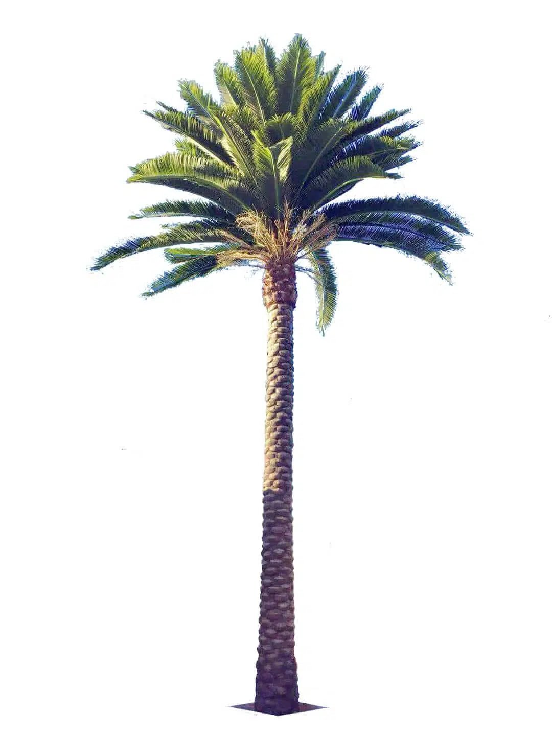 fake palm tree plants Florida Palm Artificial Tree 13ft–23ft – UV Resistant (10–12 Week Lead Time) 20ft