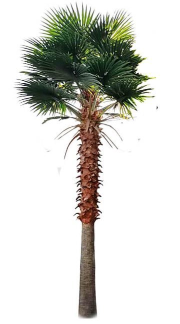 fake palm plants Tall Artificial Mexican Fan Palm Tree (13ft - 23ft) UV Resistant (10-12 Week Back Order) 23ft