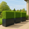 Boxwood Hedges & Planters
