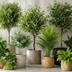 Plants & Trees