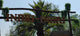 Giant Palm Trees (Made to Order)