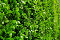 Sample Panel – Bright Boxwood Green Wall (Small Sample)