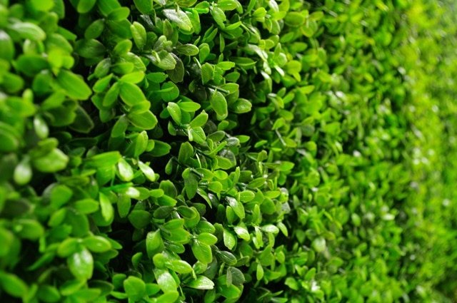 Sample Panel – Bright Boxwood Green Wall (Small Sample)