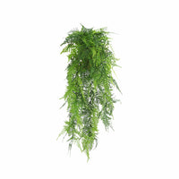 Hanging green fern plant on a white background