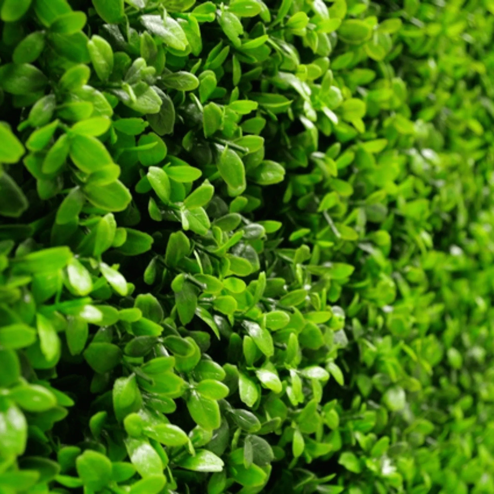 Pared de boj artificial brillante premium 40" x 40" 11SQ FT resistente a los rayos UV
