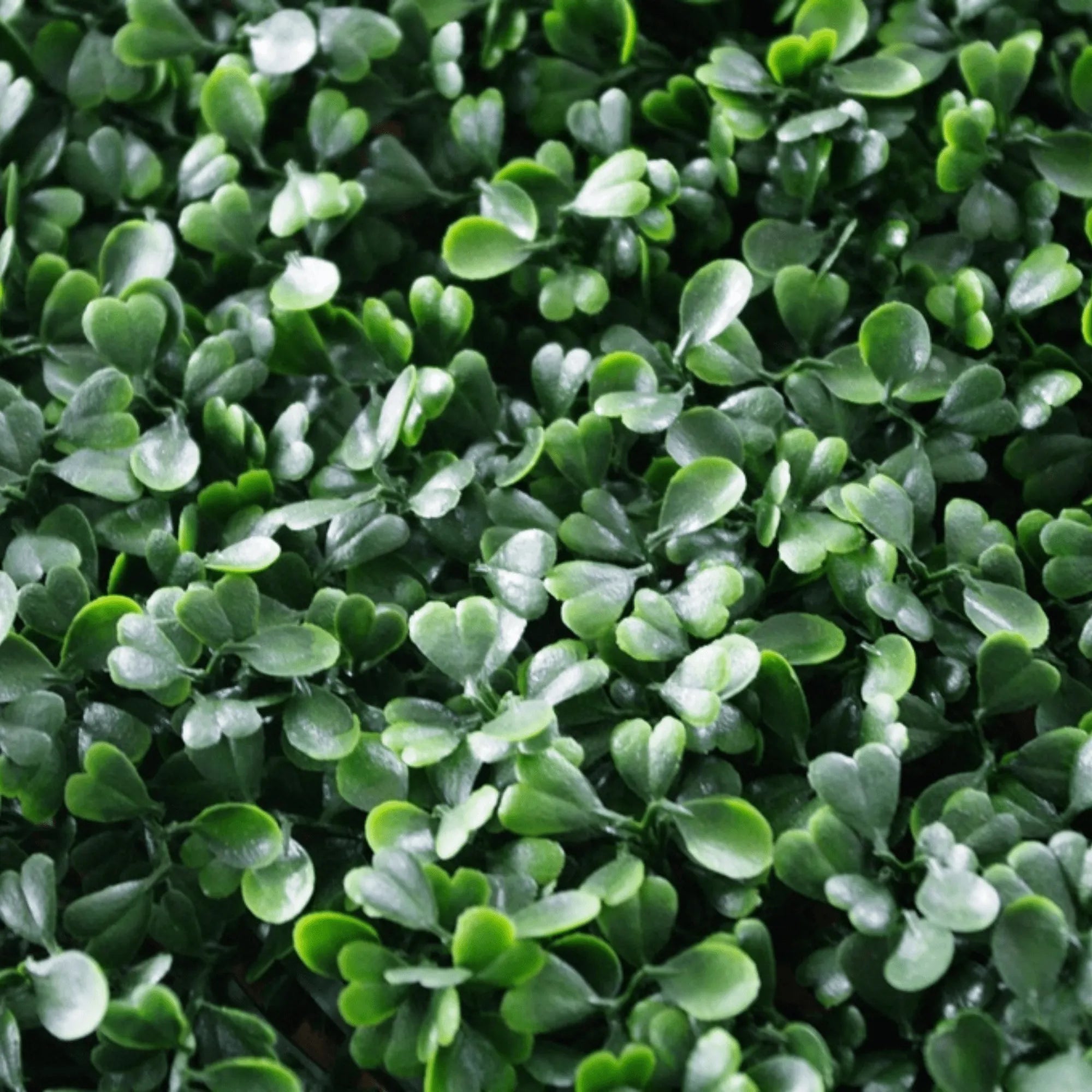 Sample Panel of Premium Dark Artificial Boxwood Wall (Small Sample) Commercial Grade UV Resistant