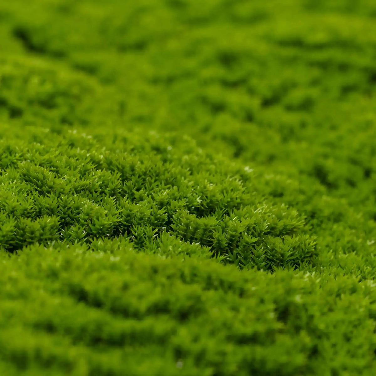 Sample Panel – Evergreen Moss Mat (Small Sample)