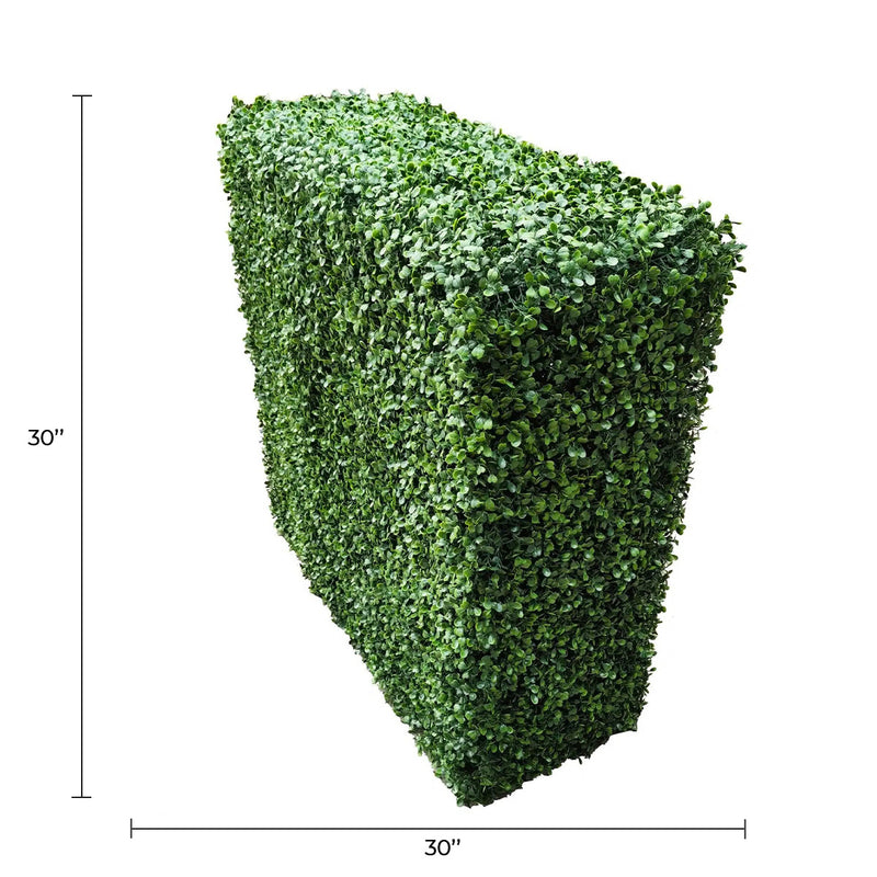 Side view of a freestanding boxwood hedge, 30" tall.