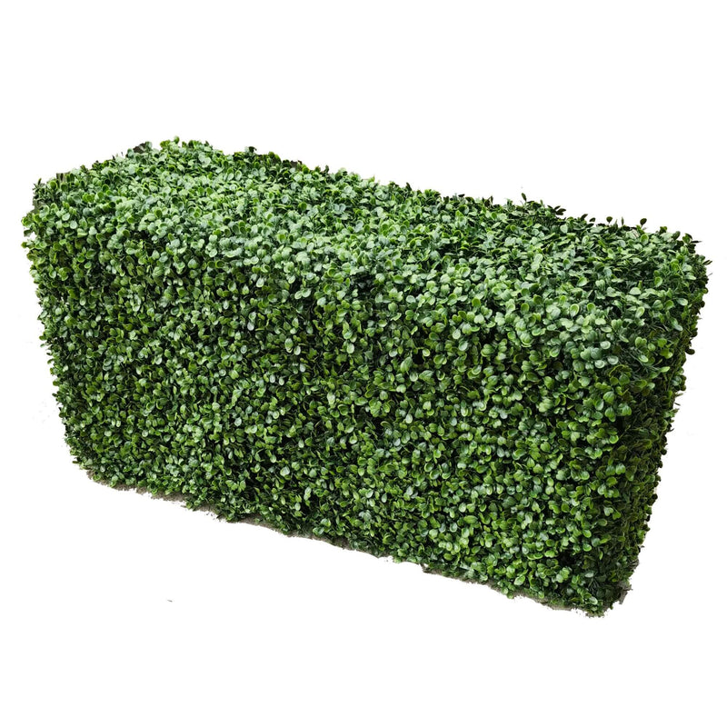 Dense boxwood hedge, side view, outdoor-proof.