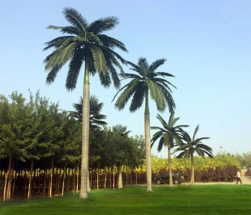 Royal Palm Faux Tree for Hotels Airports and Event Spaces
