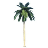 Palm tree on a white background