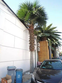 Artificial Mexican Fan Palm Tree Very Large Washington Palm Tree with Faux Foliage Installed