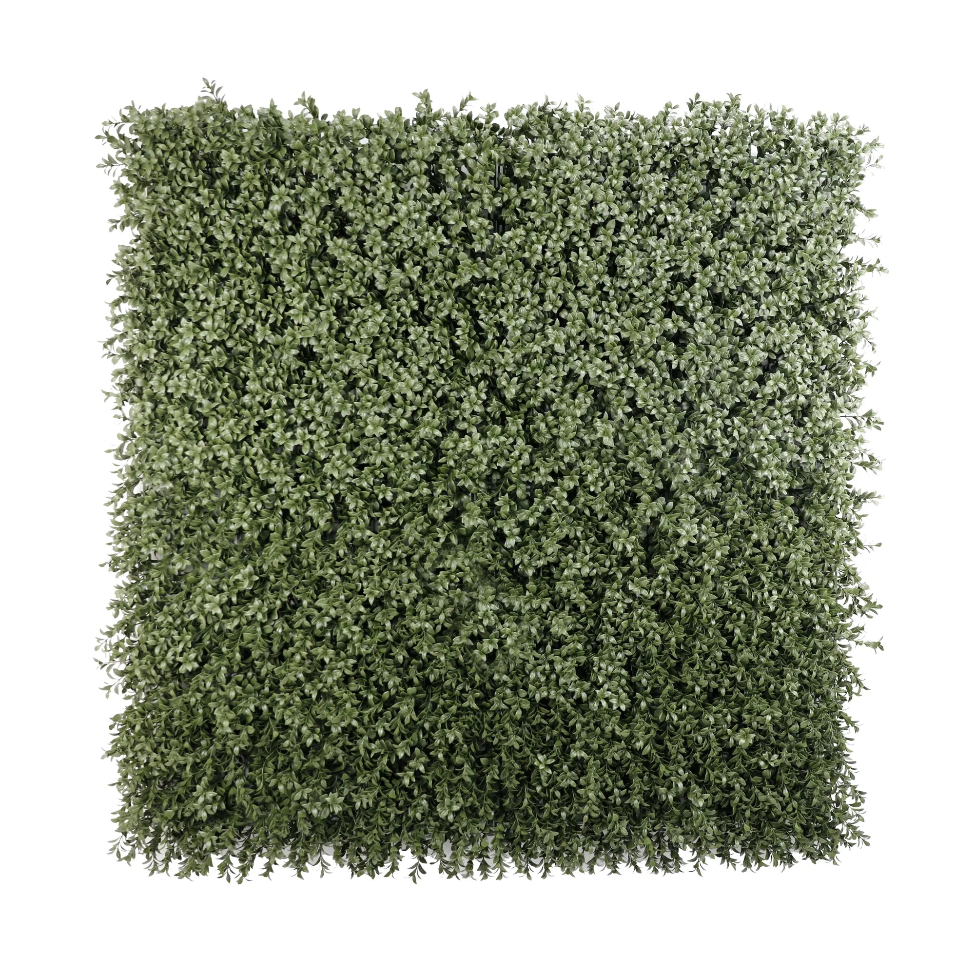 Dark Dark Green Extra Dense Boxwood Foliage 1m x 1m /40″x40″ Vertical Garden Wall UV+ FR