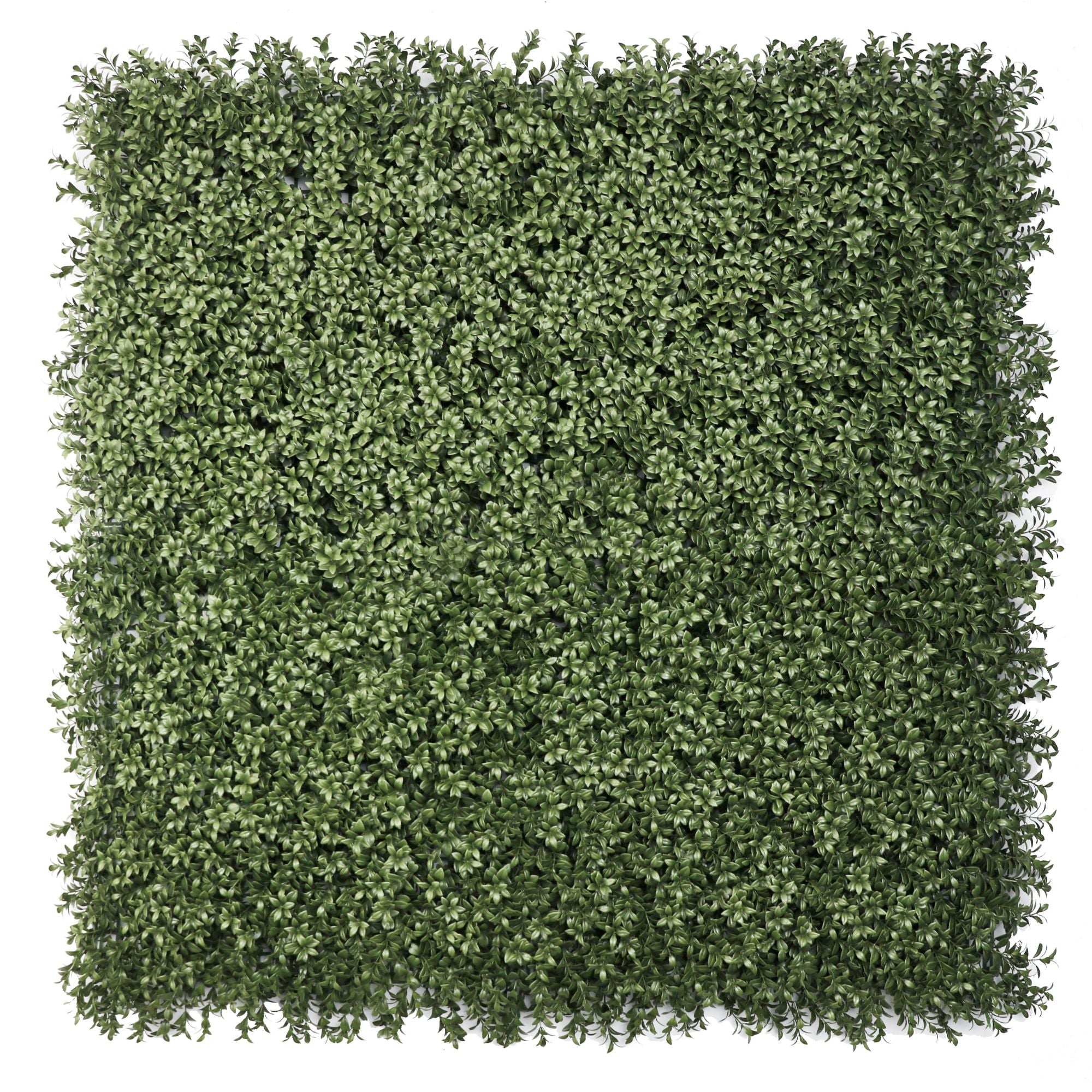 Dark Dark Green Extra Dense Boxwood Foliage 1m x 1m /40″x40″ Vertical Garden Wall UV+ FR