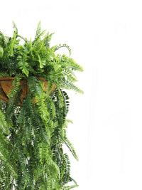 Fern Artificial Hanging Basket 18×49in – UV Resistant