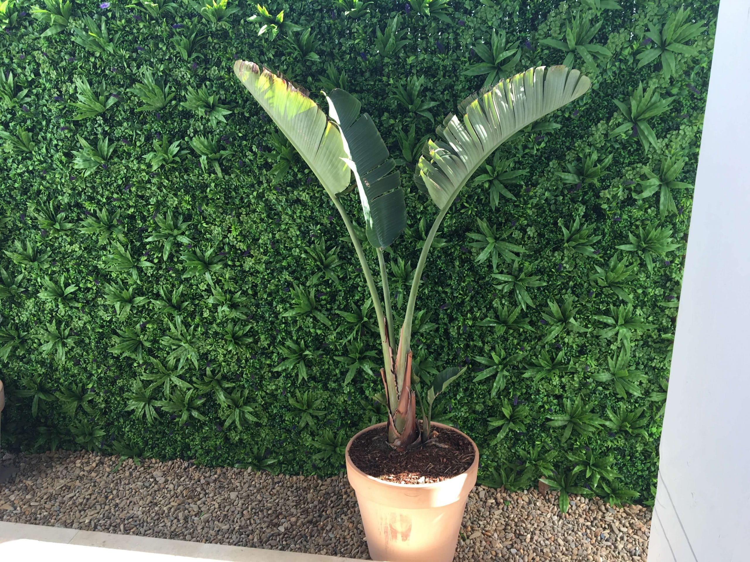 Sample Panel – Green Tropics Vertical Garden (Small Sample)