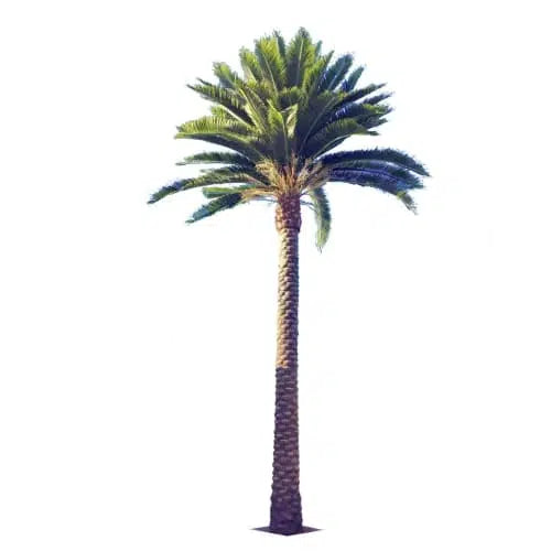 Tall Artificial Palm Tree Florida Palm or Middle Eastern Palm Tree with Large Fronds