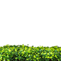 Sample Panel – Mixed Boxwood Green Wall (Small Sample)