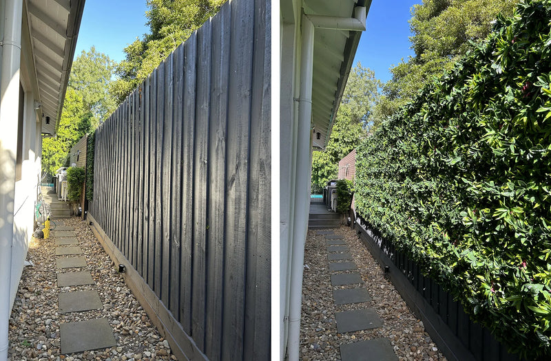 Plant wall panel installed along a fence before and after outside view on timber fence