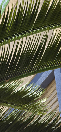 Close-up of a palm leaf with a blurred background