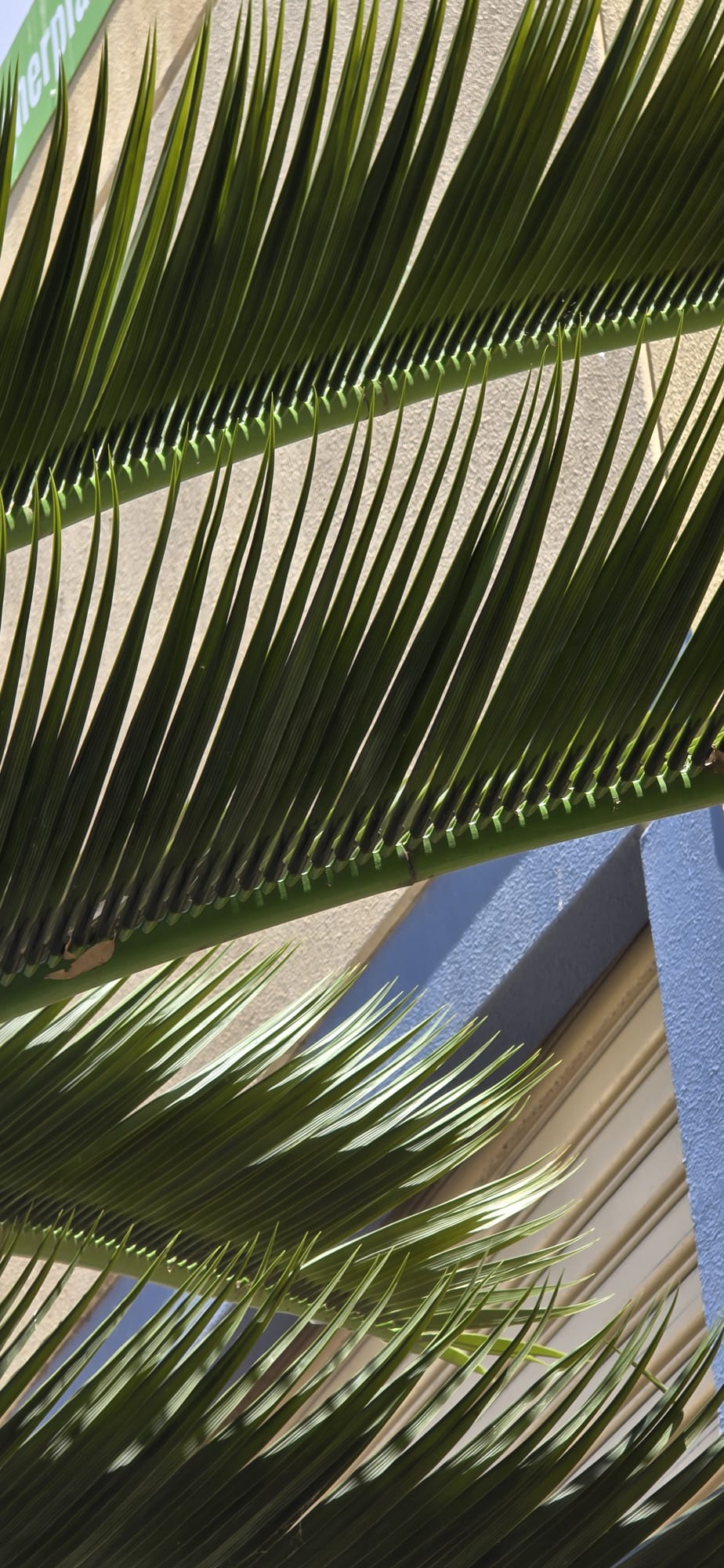Close-up of a palm leaf with a blurred background