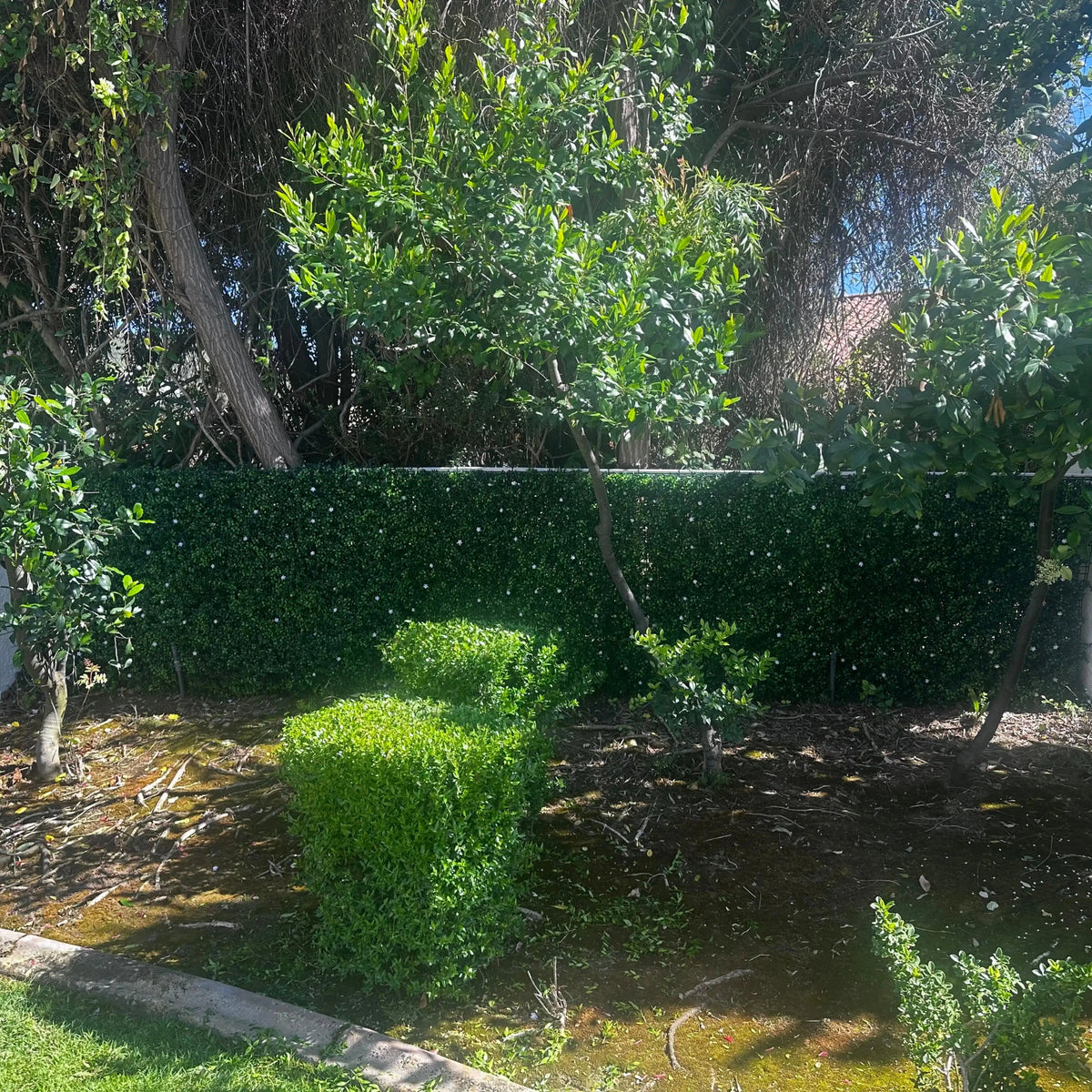 white flowering boxwood artificial green wall panel installed as outdoor garden backdrop with manicured shrub and natural trees
