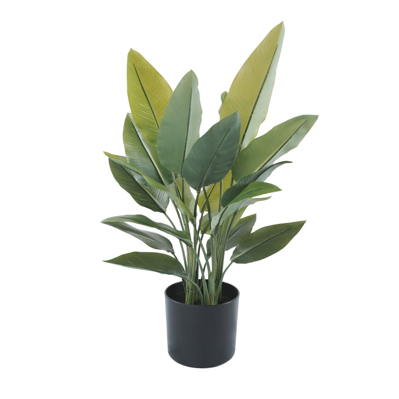 Premium Small Potted Strelitzia / Bird of Paradise 27.6in